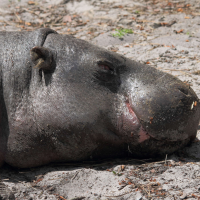 hexaprotodon_liberiensis2bd