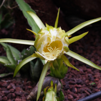 hylocereus_undatus6bd