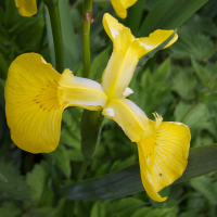 iris_pseudacorus4amd