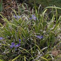 Iris unguicularis (Iris de Provence, Iris d'Algérie)
