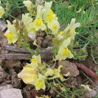 Linaria supina (Linaire couchée)