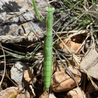 mantis_religiosa6md