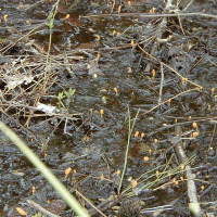 Mitrula paludosa (Mitrule des marais)