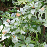 Palicourea crocea (Palicourea)