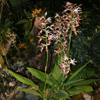 phaius_tankervilleae1sd