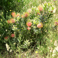 Protea cynaroides (Protéa, King Protea)