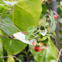 Pseudogynoxys_chenopodioides