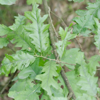 quercus_cerris3md