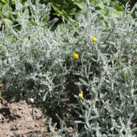 Santolina chamaecyparissus (Santoline petit-cyprès)