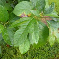 sassafras_albidum4md