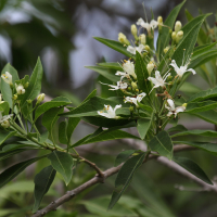 Tabernaemontana_persicariifolia