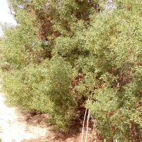 Acacia cyclops (Acacia, Mimosa)