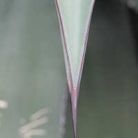 agave_ferox3md (Agave ferox)