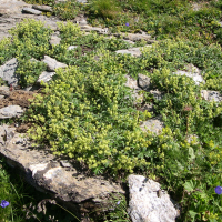 Alchemilla saxatilis (Alchémille des rochers)