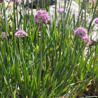 Allium pyrenaicum (Ail des Pyrénées)