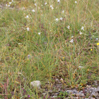 Anthericum liliago (Phalangère à fleurs de lis)