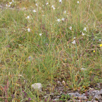 anthericum_liliago1md (Anthericum liliago)