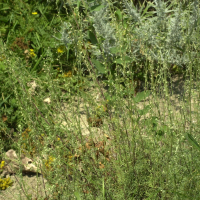 Artemisia abrotanum (Citronelle, Aurone)