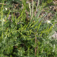 asparagus_officinalis_prostratus2md (Asparagus officinalis ssp. prostratus)