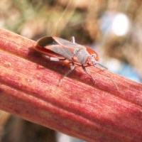 caenocoris_nerii2bd (Caenocoris nerii)