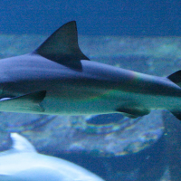Carcharhinus leucas (Requin bouledogue)