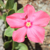 catharanthus_ovalis2md