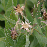 centaurea_montana6bd (Centaurea montana)