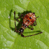 coreus_marginatus_juv1bd (Coreus marginatus)