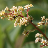 cotinus_obovatus3md (Cotinus obovatus)