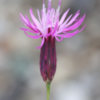 crupina_crupinastrum3md