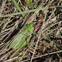 decticus_verrucivorus4md (Decticus verrucivorus)