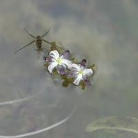 elodea_nuttallii6bd (Elodea nuttallii)