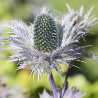 eryngium_alpinum4bd (Eryngium alpinum)