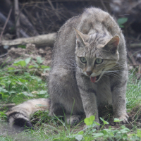 Felis silvestris (Chat sauvage d'Europe, Chat forestier)