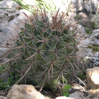 Ferocactus pilosus (Cactus)