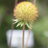 gaillardia_aristata2md