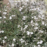 Gypsophila repens (Gypsophile rampante)