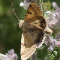 heliothis_peltigera1bd