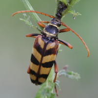 Leptura aurulenta (Lepture couleur d'or)