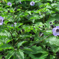 Nicandra_physalodes