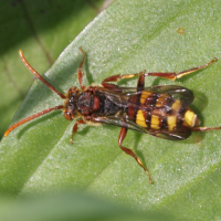 nomada_sp2bd