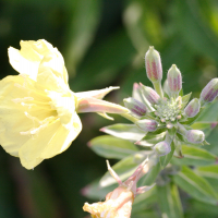 oenothera_velutina3md