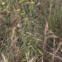 Pallenis spinosa (Pallénis épineux, Astérolide épineux)