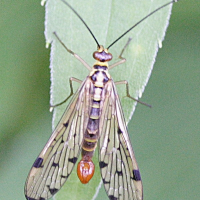 Panorpa germanica (Mouche-scorpion)