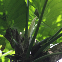 philodendron_giganteum4bd