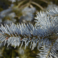 picea_pungens2md
