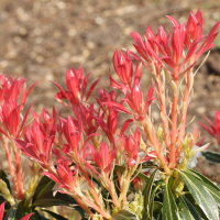 pieris_japonica_flaming_silver2md