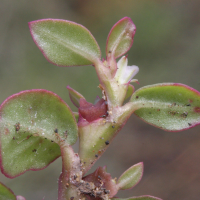 polygonum_plebeium3md