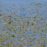 Potamogeton natans (Potamot flottant)