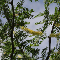 Prosopis juliflora (Mesquite)